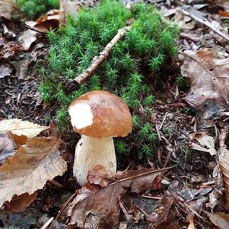 Le Bois Joli Semesterbostad